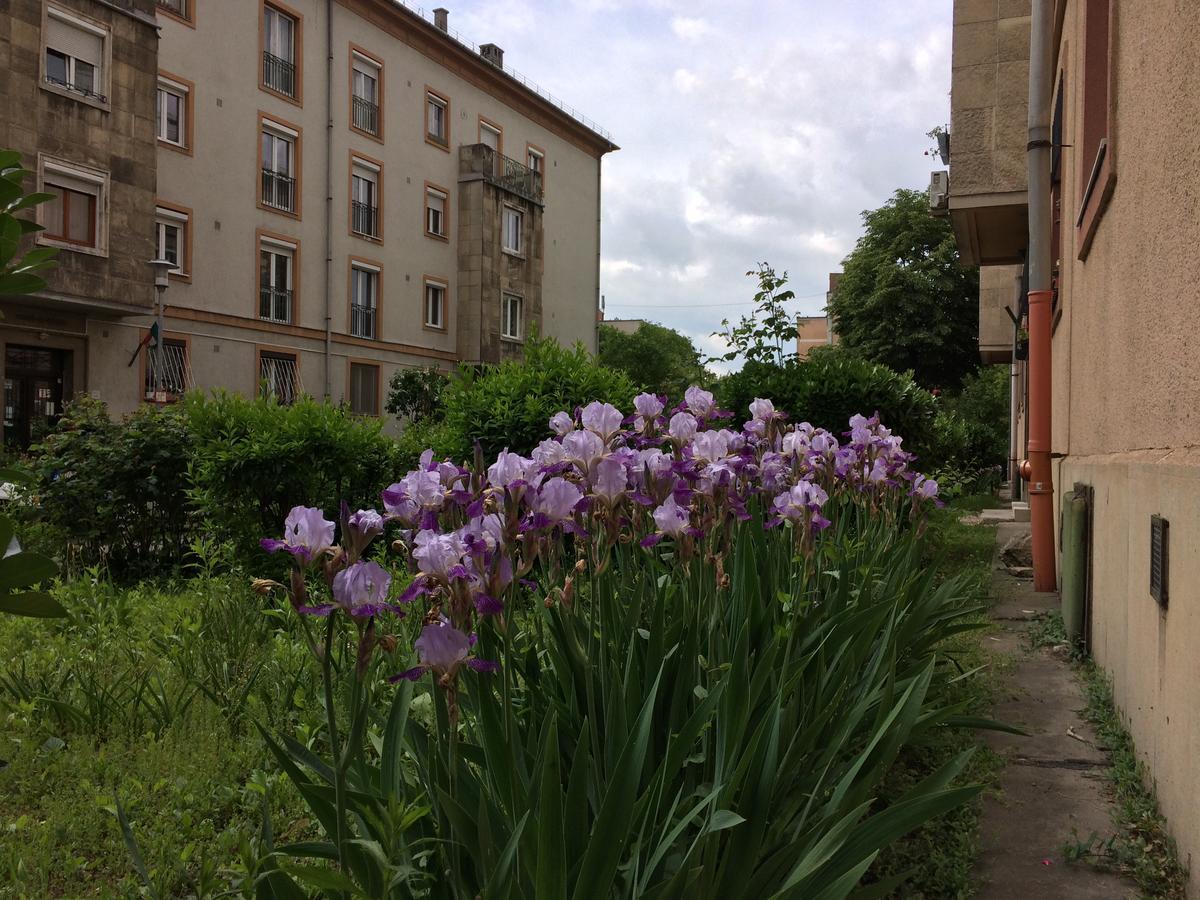 Irisz Apartman Budapest Exteriör bild